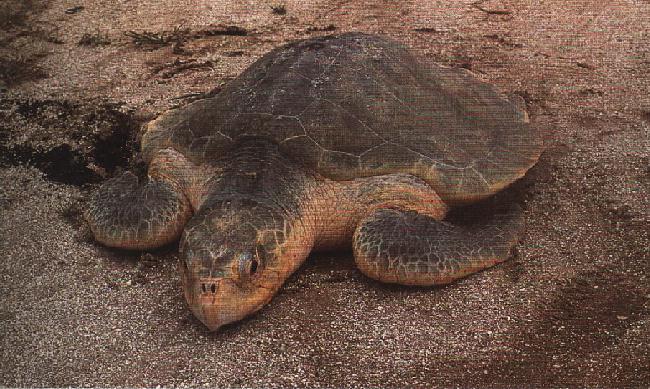 What are some distinctive characteristics of sea turtles?