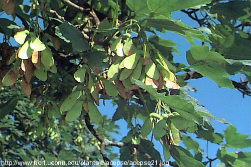 Acer pseudoplatanus L. - gorski javor