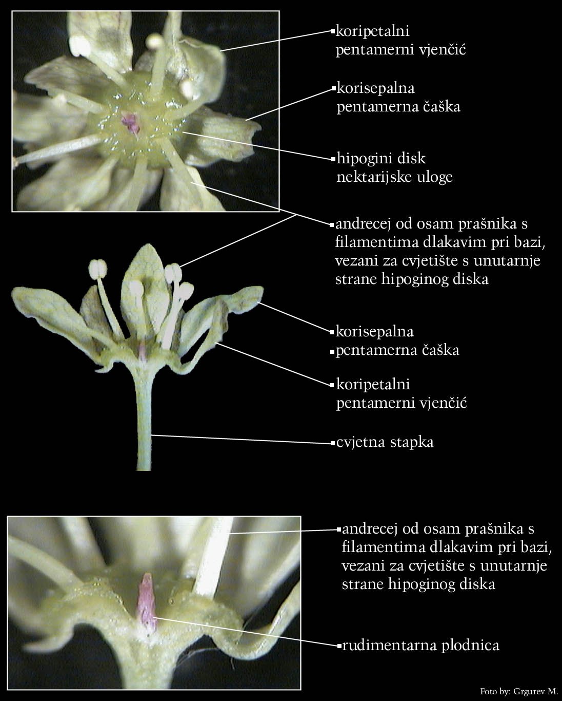 Acer pseudoplatanus L. - muki cvijet-aktinomorfni
