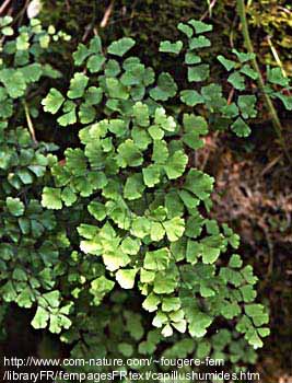 Adiantum capillus-veneris L. - gospin vlasak