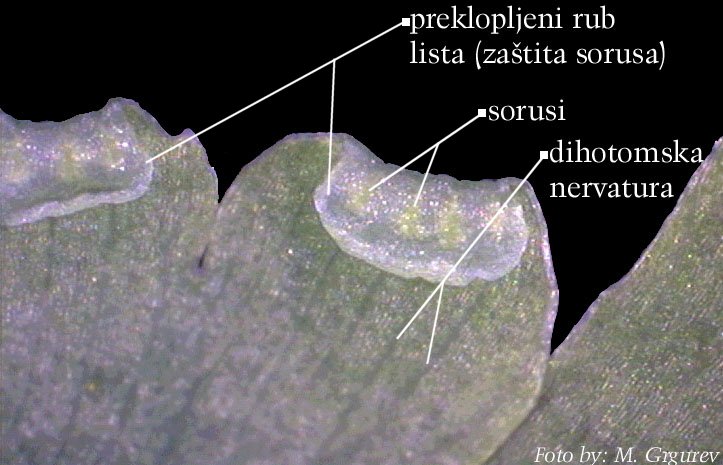 Adiantum capillus-veneris L. - sorusi na donjoj strani lista