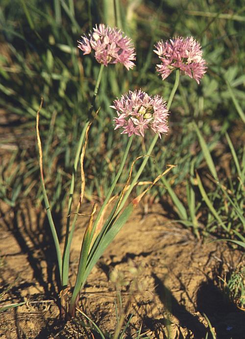 Allium cepa L. - obicni luk