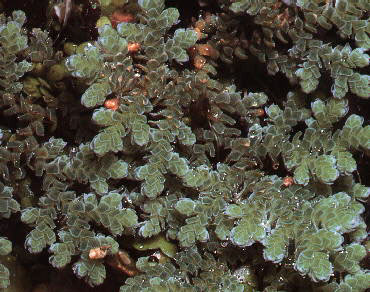 Azolla sp. - azola