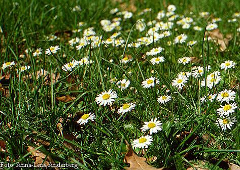 Bellis perennis L. - obicna tratincica