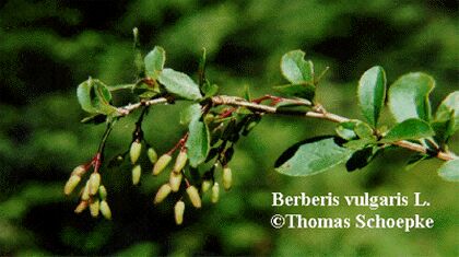 Berberis vulgaris L.