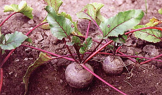 Beta vulgaris L. var conditiva - cikla