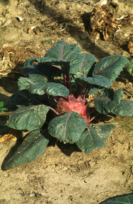 Brassica oleracea L. var gongylodes - korabica