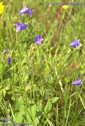 Campanula sp. - zvonika