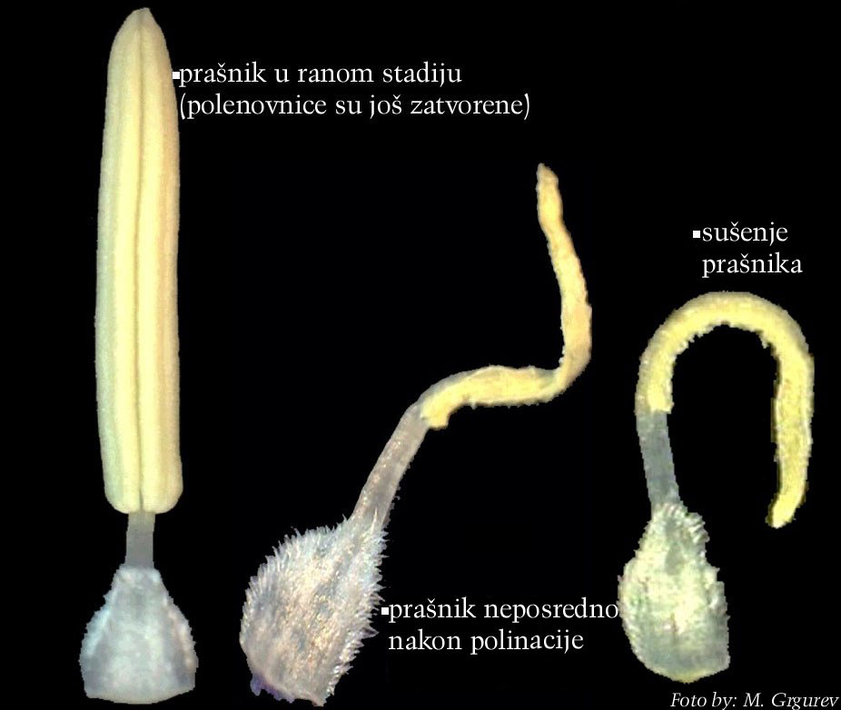 Campanula sp. - otvaranje i polinacija pranika