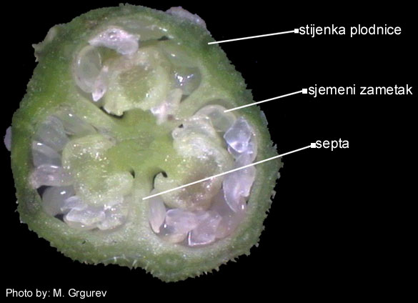 Campanula sp. - poprečni presjek plodnice