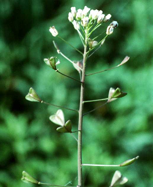 Capsella bursa-pastoris (L.) Med - prava rusomaa