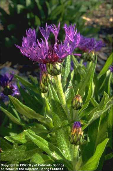 Centaurea montana L. - gorska zeina
