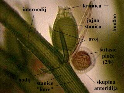 Chara sp.