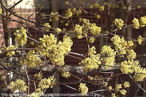 Cornus mas L. - drijen