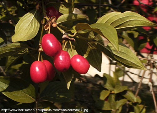 Cornus mas L. - plod-kotunica