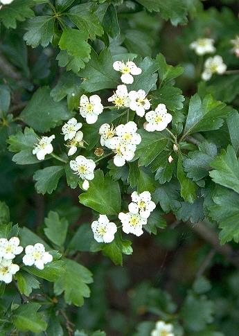 Crataegus monogyna L. - jednovratni glog