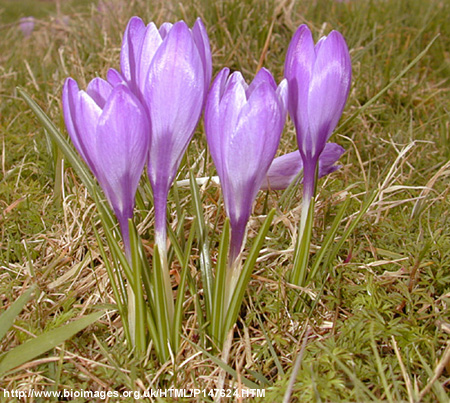 Crocus neapolitanus Mord. et Lois. - proljetni afran