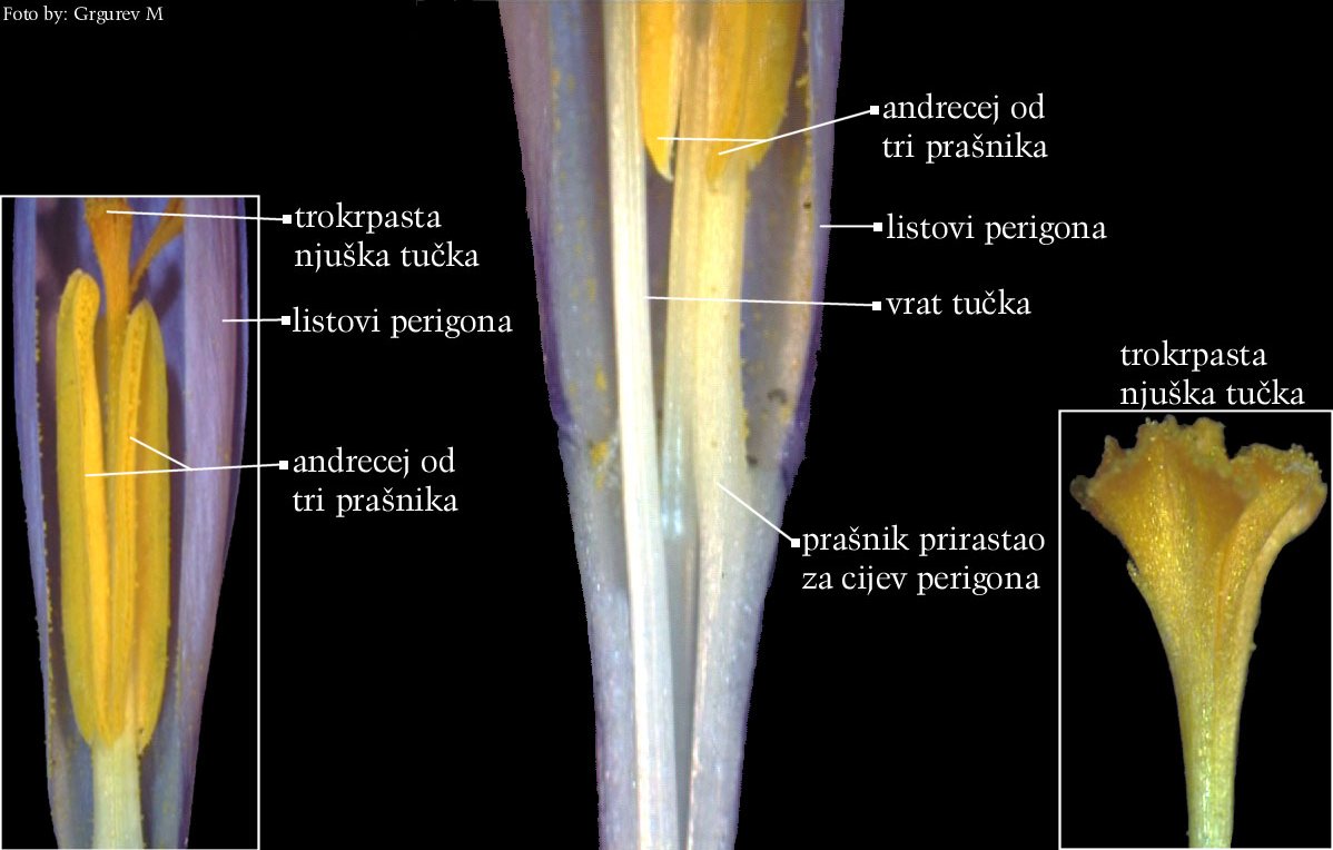 Crocus neapolitanus Mord. et Lois. - uzduno otvoreni gornji dio cvijeta