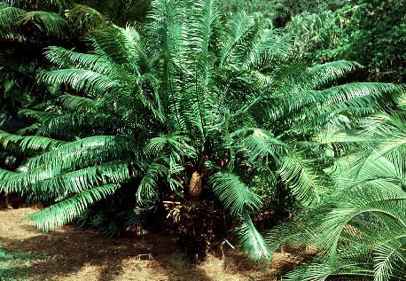 Cycas sp. - cikas