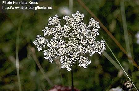 Daucus carota L. - mrkva