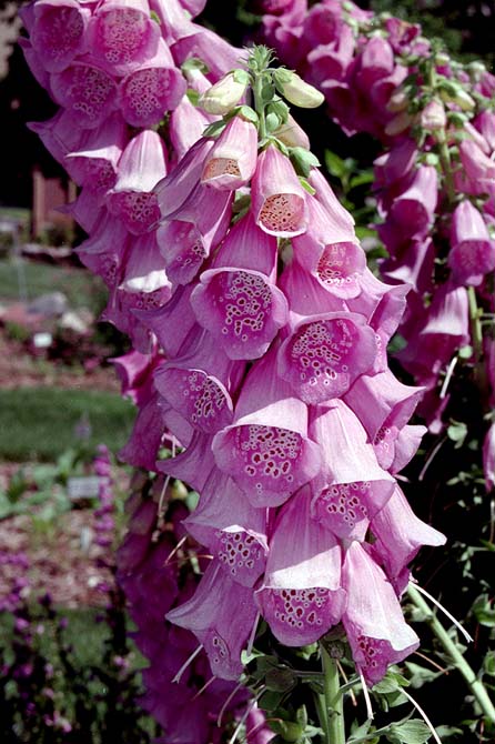 Digitalis purpurea L. - grimizni naprstak