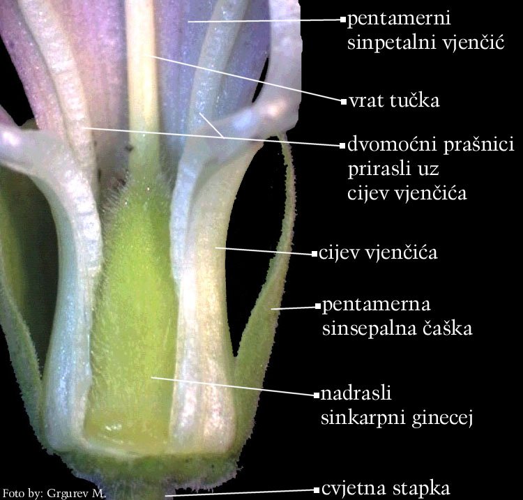 Digitalis purpurea L. - uzduno vertikalno otvoreni cvijet