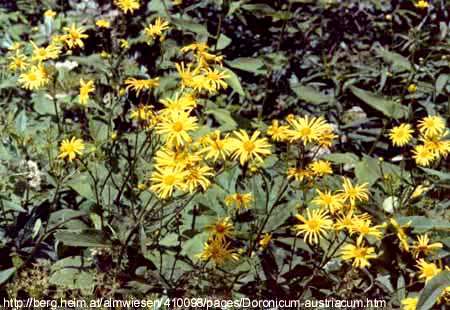 Doronicum austriacum Jacq. - austrijski divokozjak