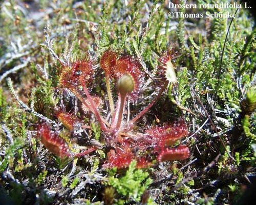 Drosera rotundifolia L. - okruglolisna rosika