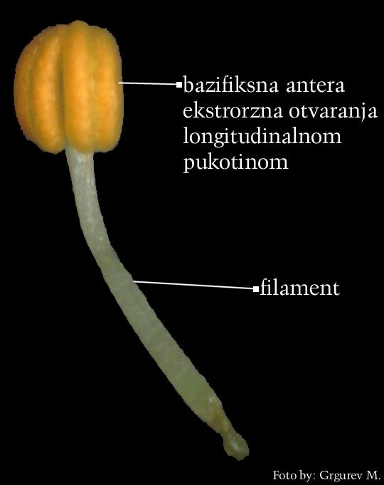 Drosera rotundifolia L. - pranik
