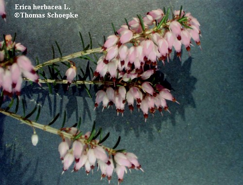 Erica carnea L. - proljetna crnjua