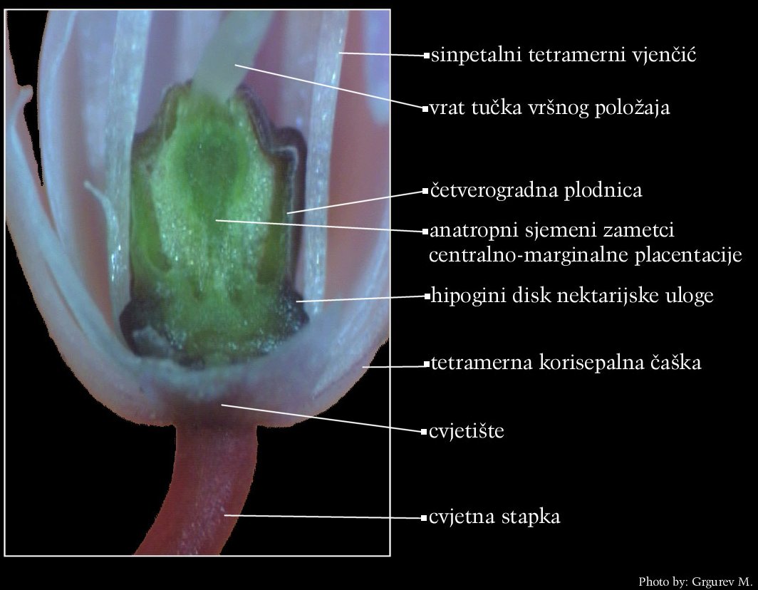 Erica carnea L. - uzduni presjek donjeg dijela cvijeta (andrecej je uklonjen)