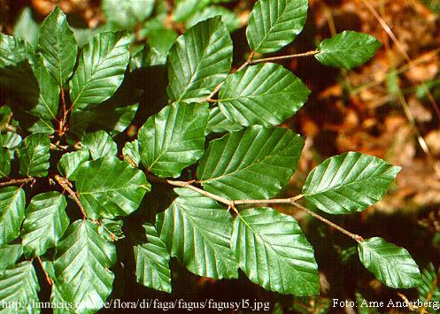 Fagus sylvatica L. - bukva