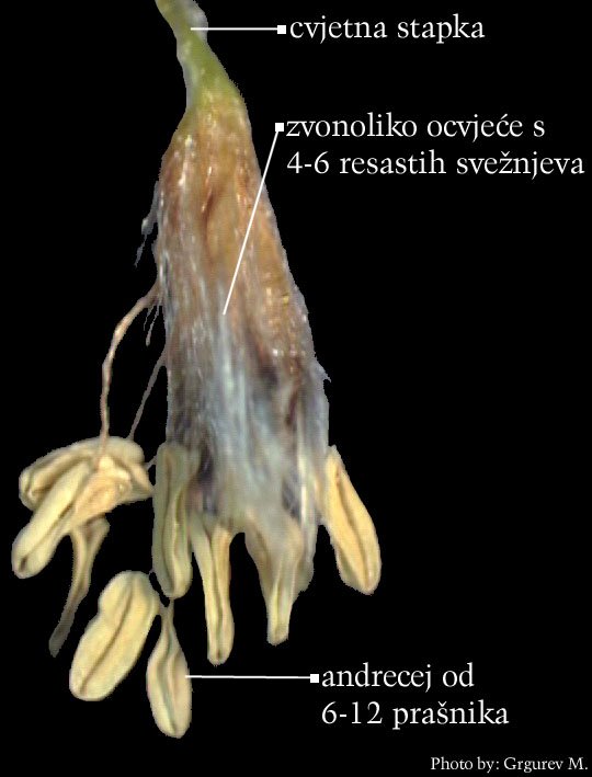Fagus sylvatica L. - muški cvijet
