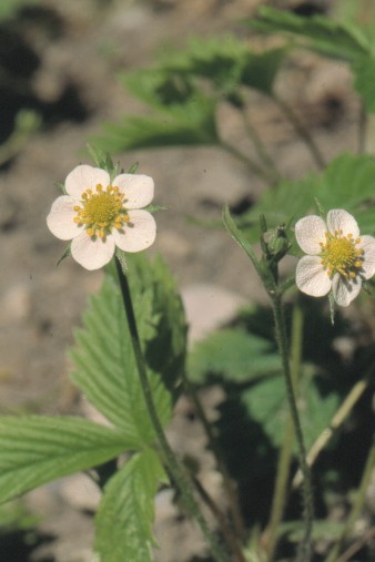 Fragaria sp. - jagoda