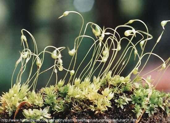 Funaria sp. - vlasac