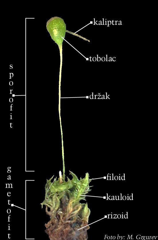 Marchantia_sp. - gametofit i sporofit