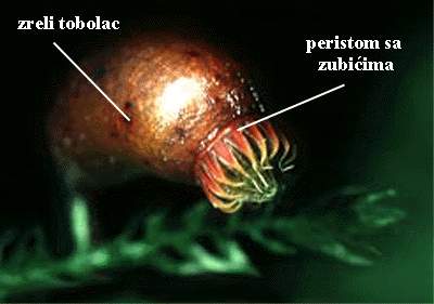 Funaria sp. - zreli tobolac - peristom