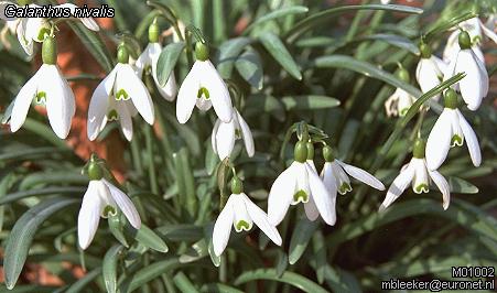 Galanthus nivalis L. - visibaba