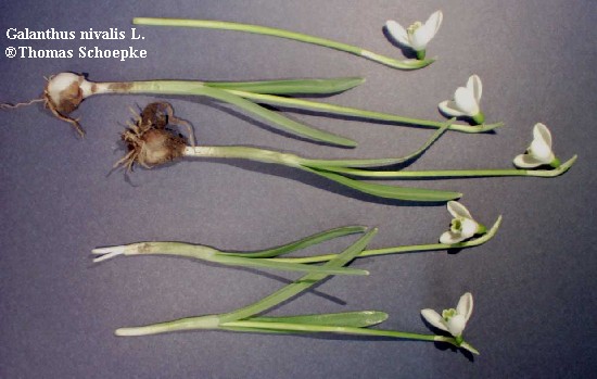 Galanthis nivalis L. - cvijet