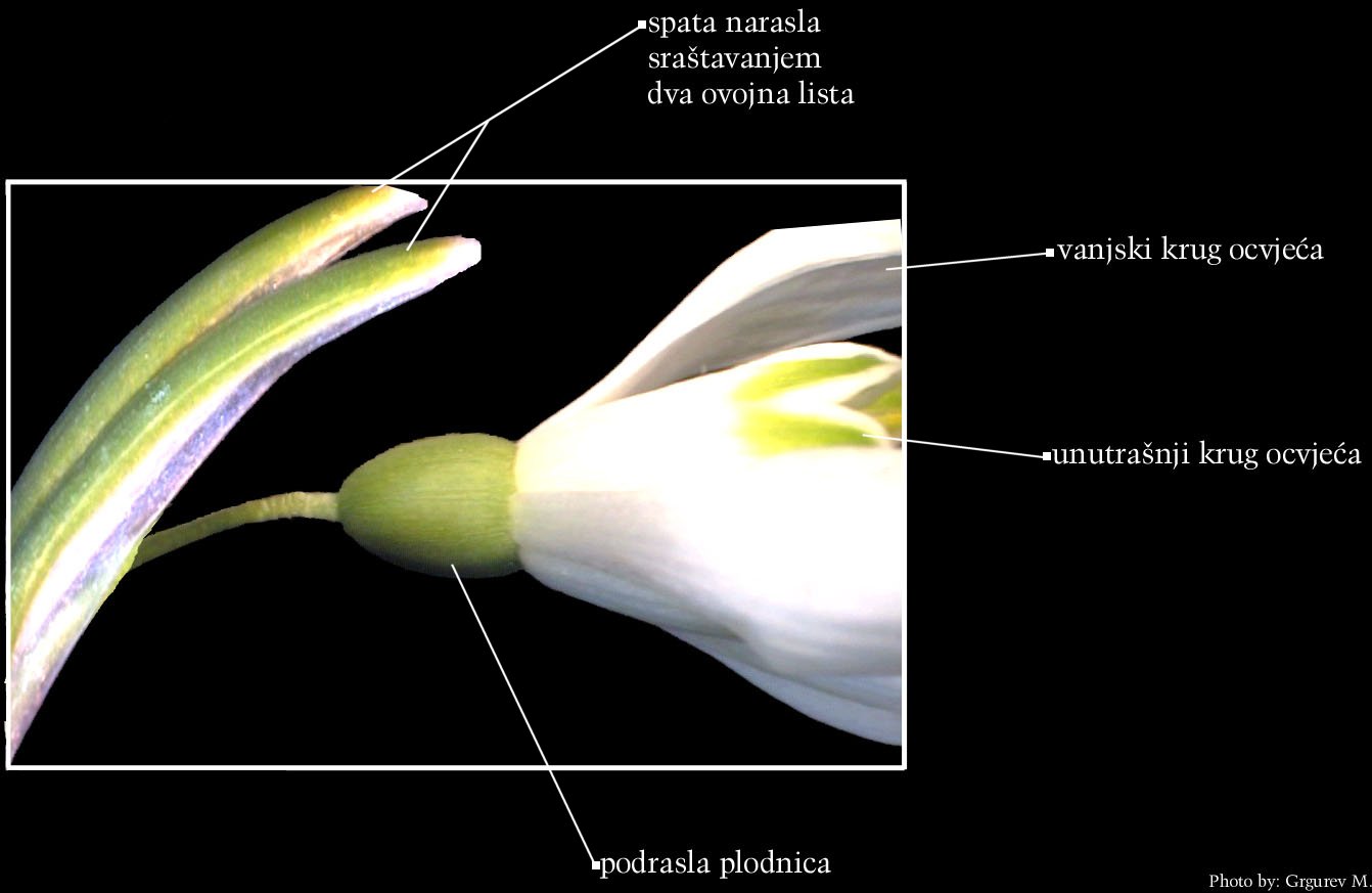 Galanthis nivalis L. - cvijet sa spatom izbliza