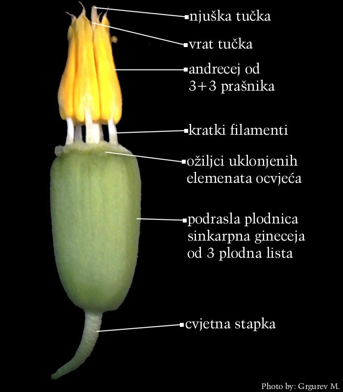 Galanthis nivalis L. - cvijet s uklonjenim ocvjeem