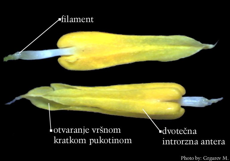 Galanthis nivalis L. - pranik