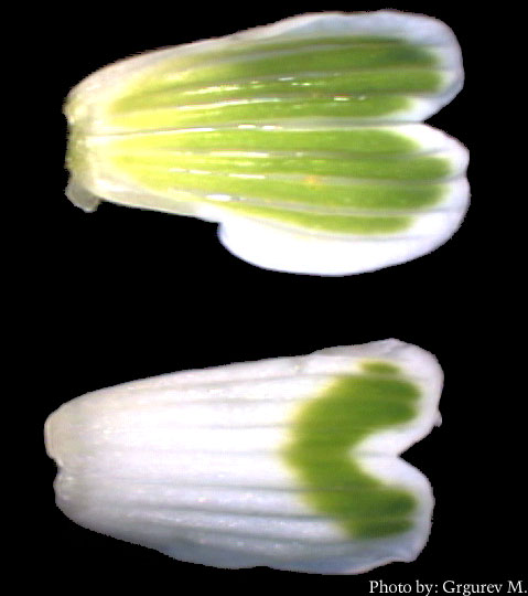 Galanthis nivalis L. - elementi ocvjea - latica unutarnjeg kruga ocvjea