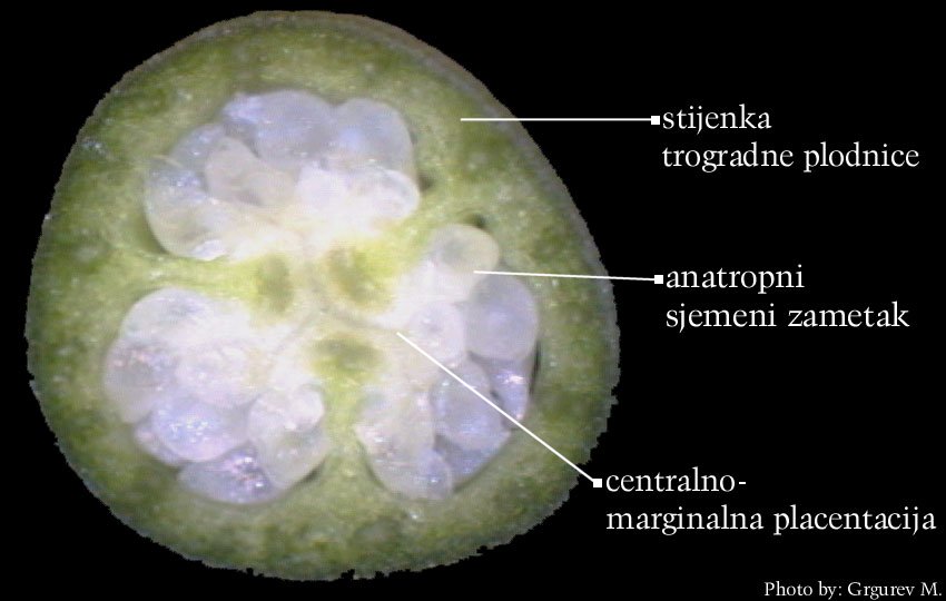 Galanthis nivalis L. - popreni presjek plodnice