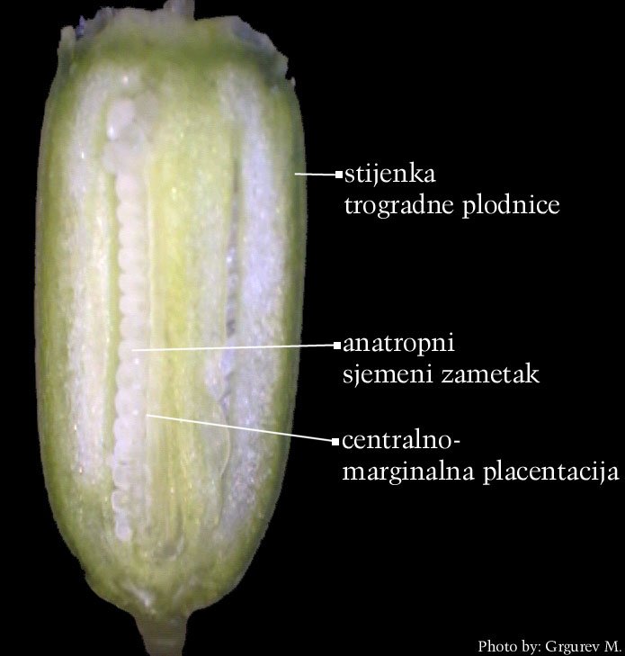 Galanthis nivalis L. - uzduni presjek plodnice