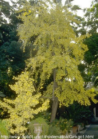 Ginkgo biloba L - ginko