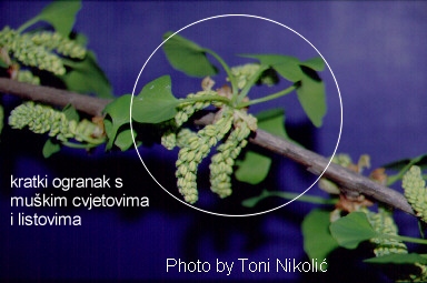 Ginkgo biloba L. - dugi ogranak