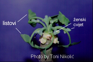 Ginkgo biloba L. - enski cvjetovi