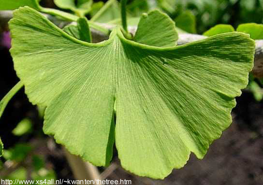 Ginkgo biloba L. - list