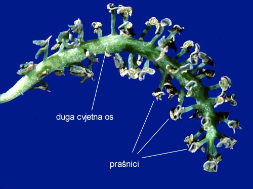 Ginkgo biloba L. - muki cvijet